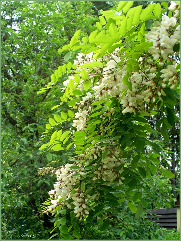 Flowering Acacia White Grapes Stock Photo - Image of branch, petals: 142222852